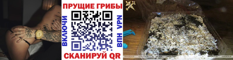 Купить  Дубна  Псилоцибиновые грибы Psilocybine cubensis 